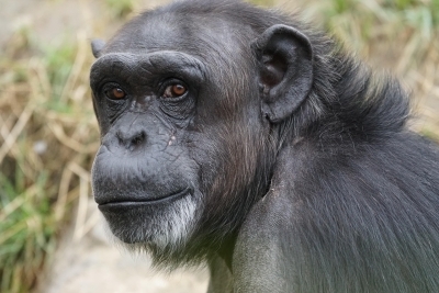 Alcohol Consumption by Wild Chimpanzees and the Evolution of Human Habits